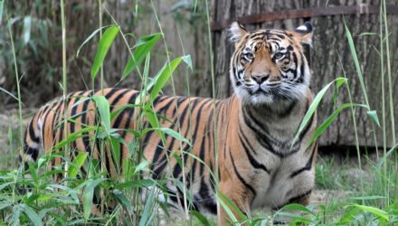 I 10 Zoo Piu Belli Del Mondo Mapquest Travel