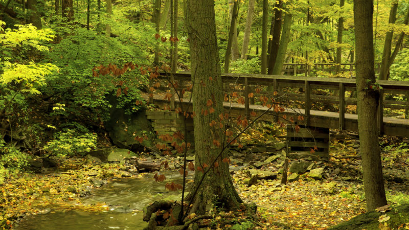 bruce trail