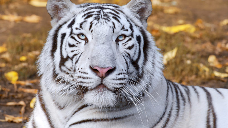 White Tiger