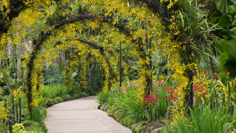 Orchid garden, Singapore botanic garden