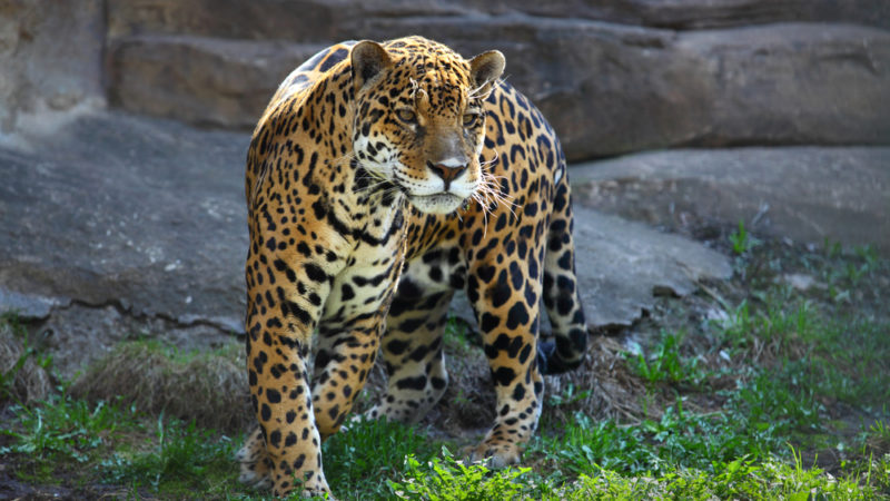 Jaguar in zoo