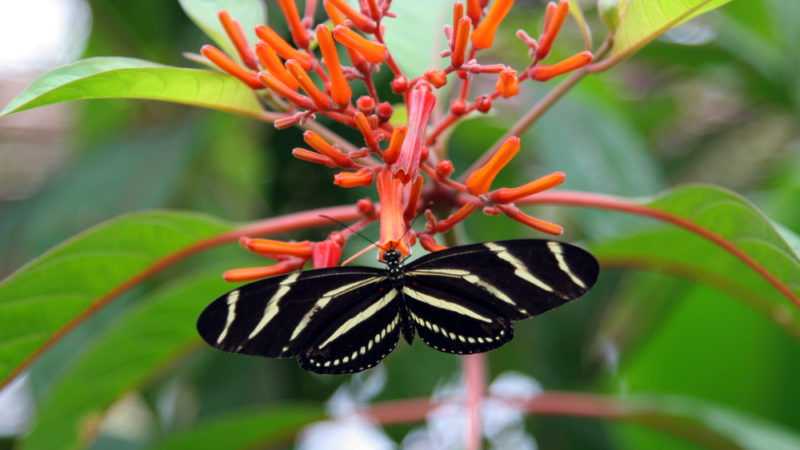 Butterfly World