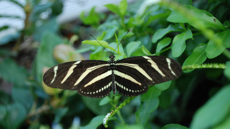 Niagara Parks Butterfly Conservatory