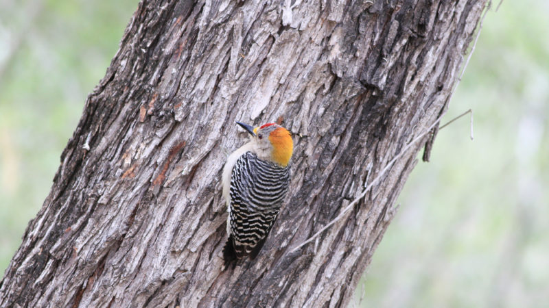 Rio Grande Nature Center State Park