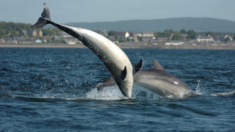 Dolphins Scotland