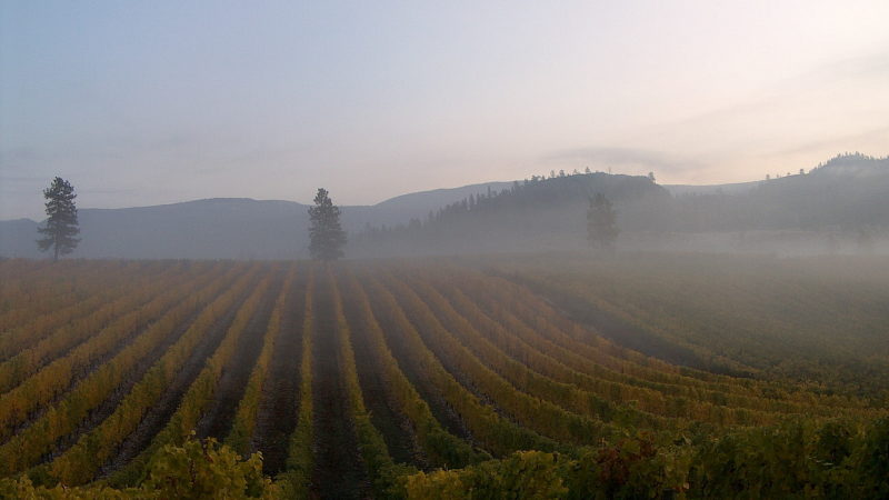 Photo by: Wild Goose Vineyards