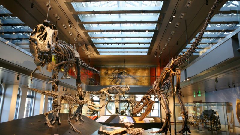 Photo by: Natural History Museum of Los Angeles County