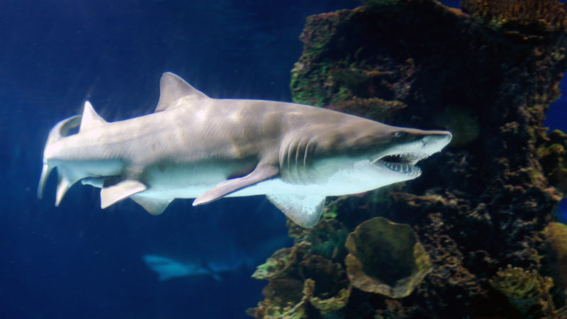 Photo by: Jeff Kubina via Wikimedia Commons