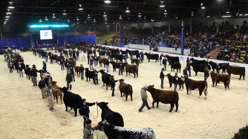 Photo by:Canadian Western Agribition