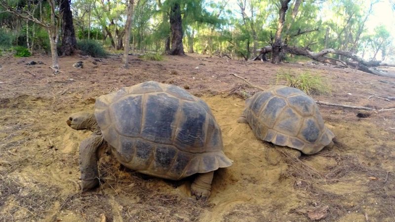 Photo by: Seychelles Islands Foundation - SIF