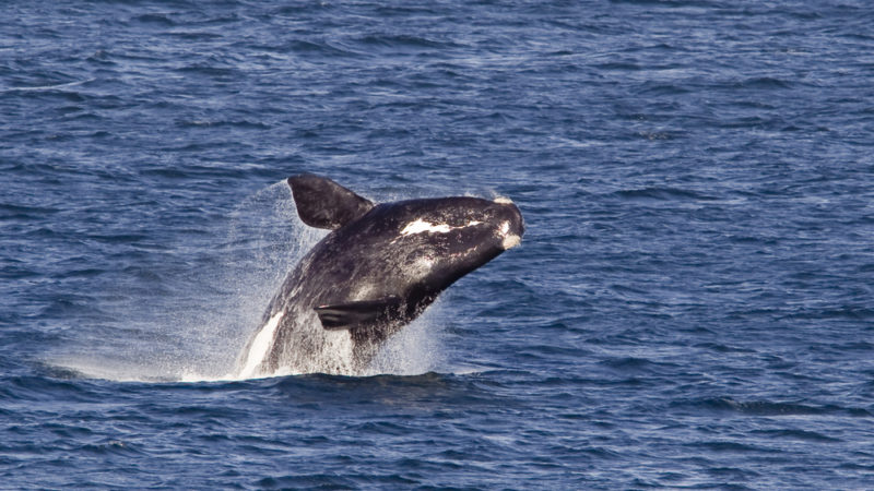 Southern Right Whale