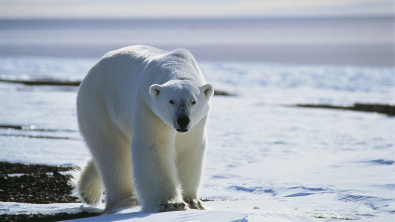 Polar bear Greenland