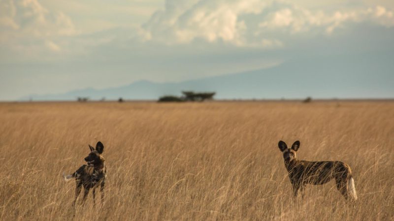 Photo by: Great Plains Conservation