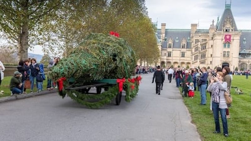 The 35-foot Fraser fir arrives on a horse-drawn carriage. Photo Credit: The Biltmore Company.