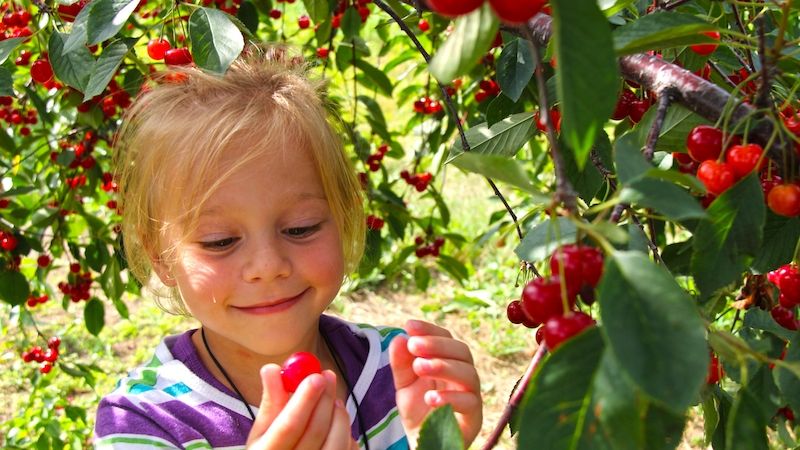 Cherry picking in Door County, Wisconsin